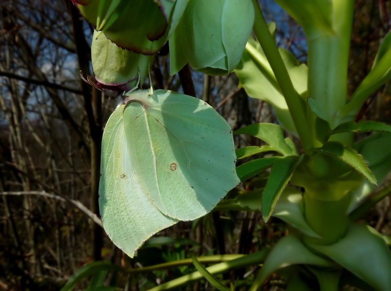 Bentorata Primavera