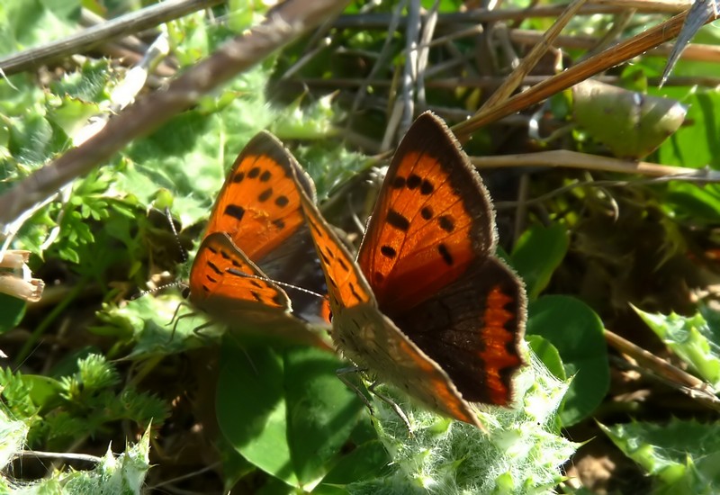 Bentorata Primavera