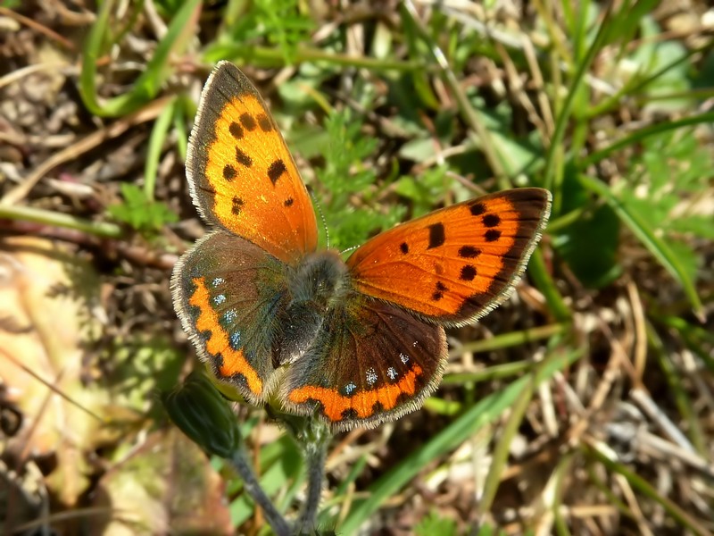 Bentorata Primavera