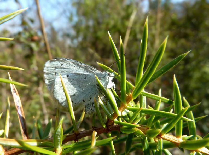 Bentorata Primavera