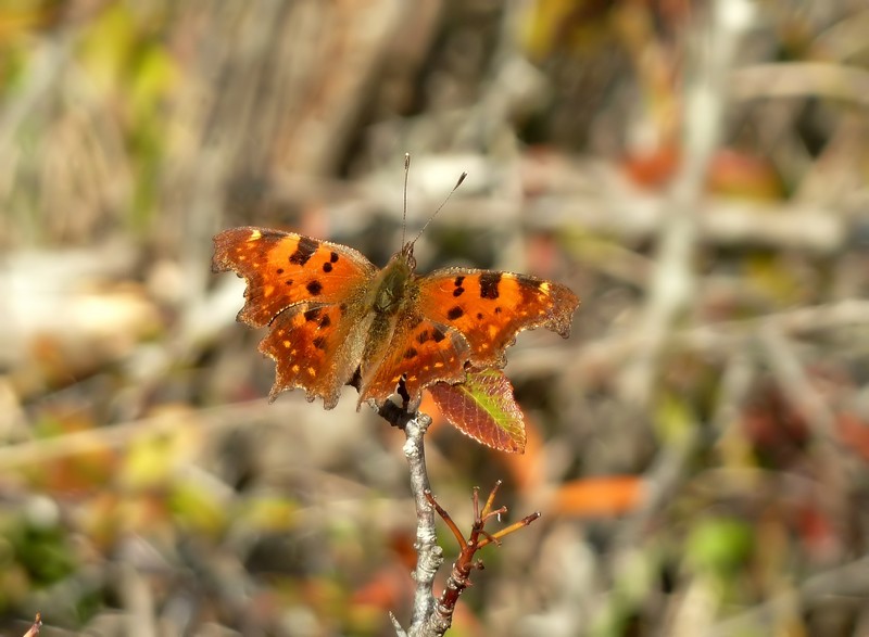 Bentorata Primavera