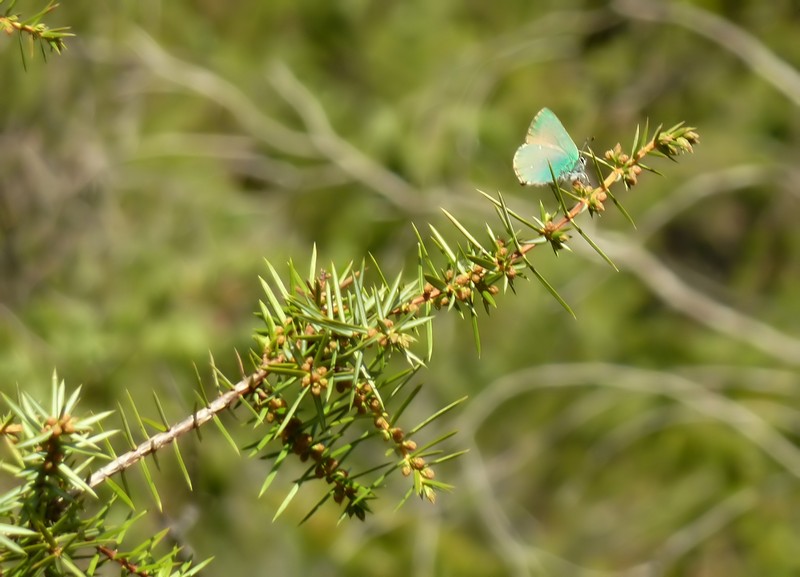 Bentorata Primavera