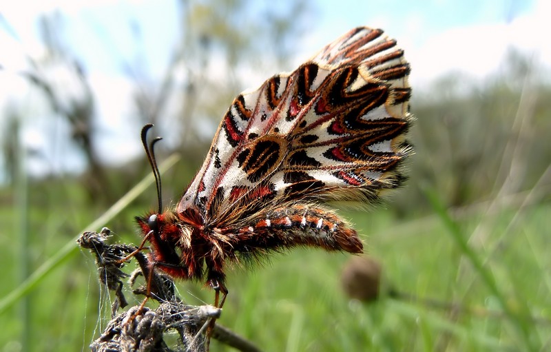 ..ancora Zerynthia!!