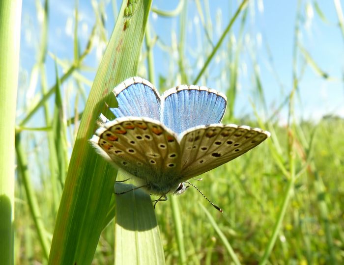 uno strano Polyommatus (dedicato a JOANNES MIKAELI )