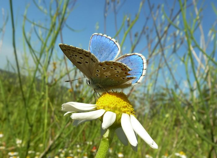 uno strano Polyommatus (dedicato a JOANNES MIKAELI )