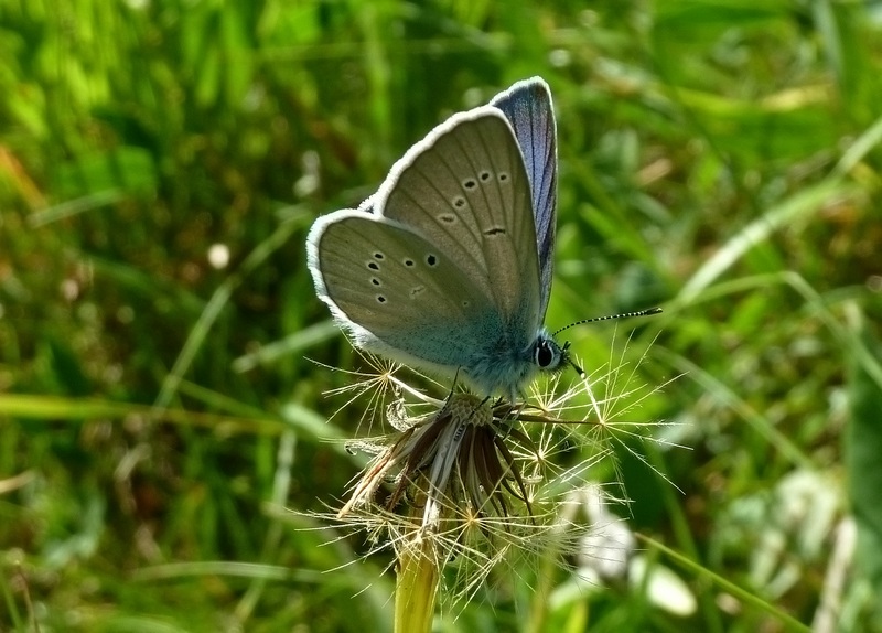 farfalle sui Sibillini