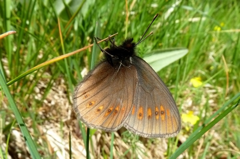 farfalle sui Sibillini