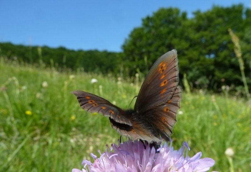 farfalle sui Sibillini