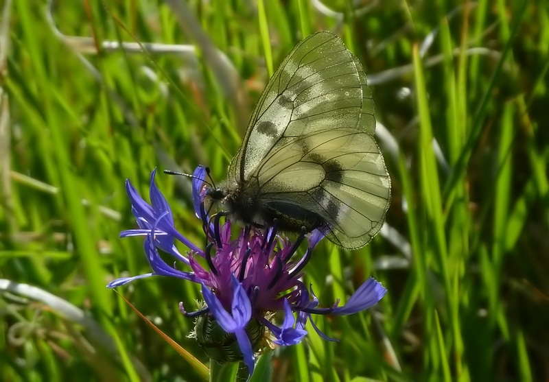 farfalle sui Sibillini