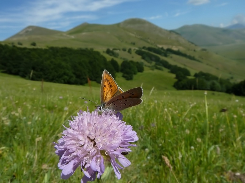 farfalle sui Sibillini