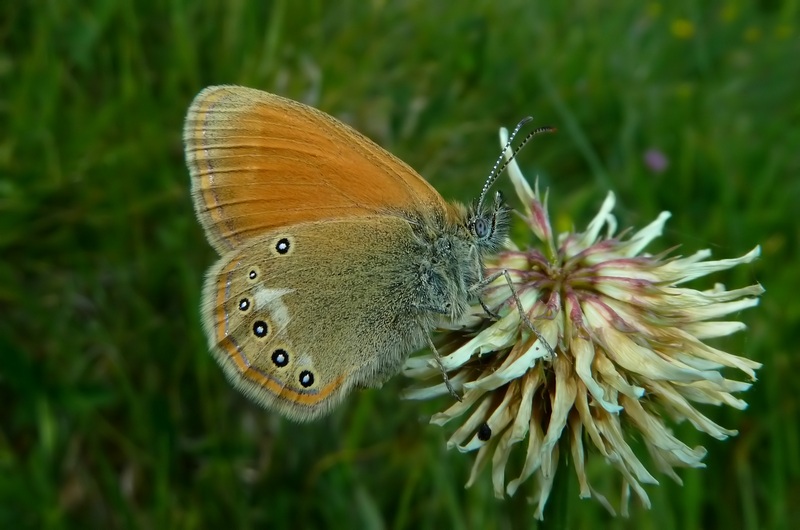 farfalle sui Sibillini