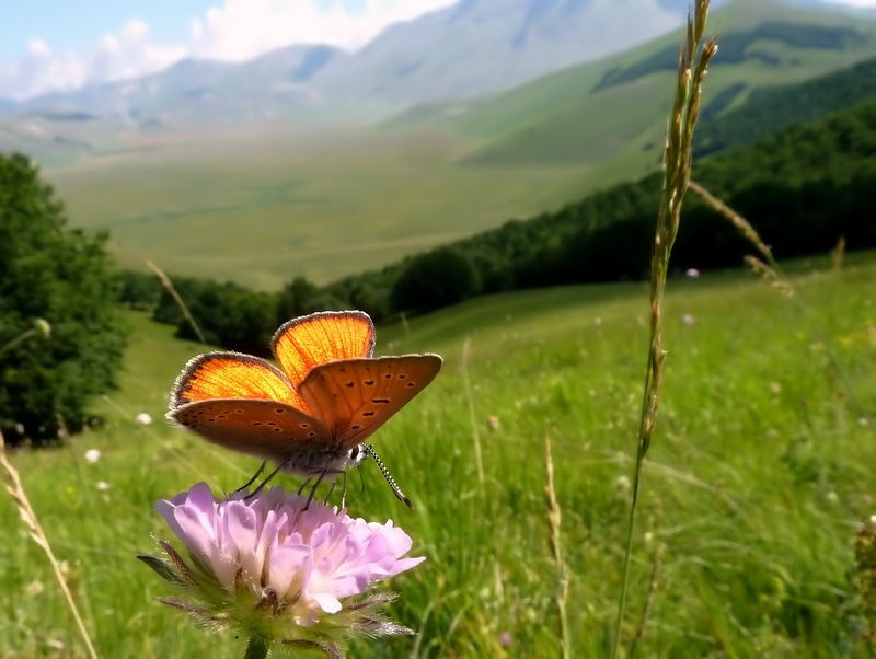 farfalle sui Sibillini