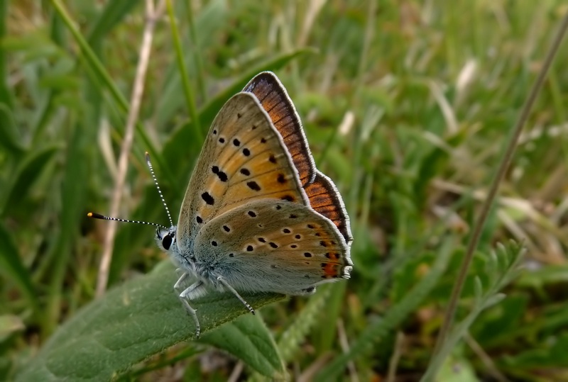 farfalle sui Sibillini