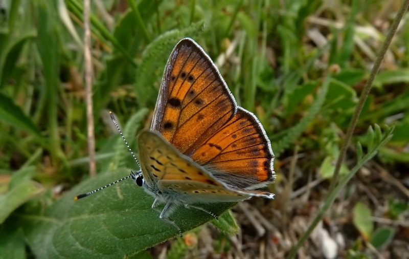 farfalle sui Sibillini