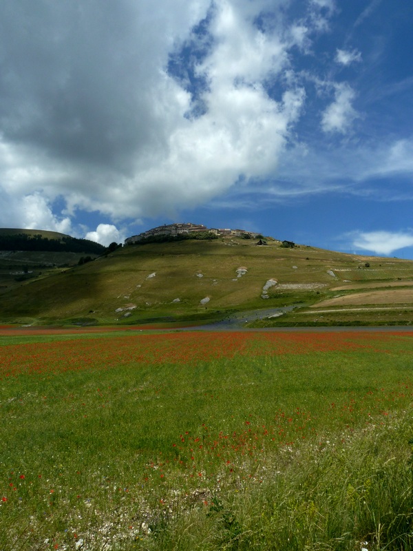 farfalle sui Sibillini