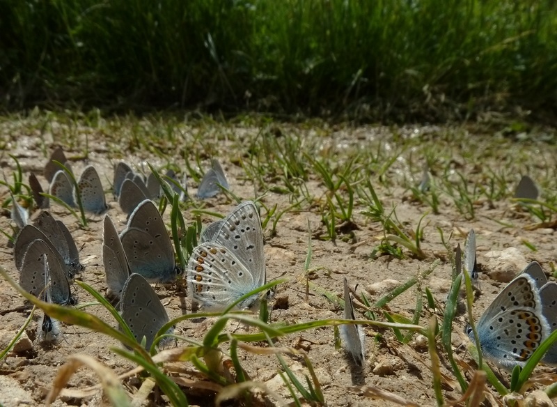 farfalle sui Sibillini