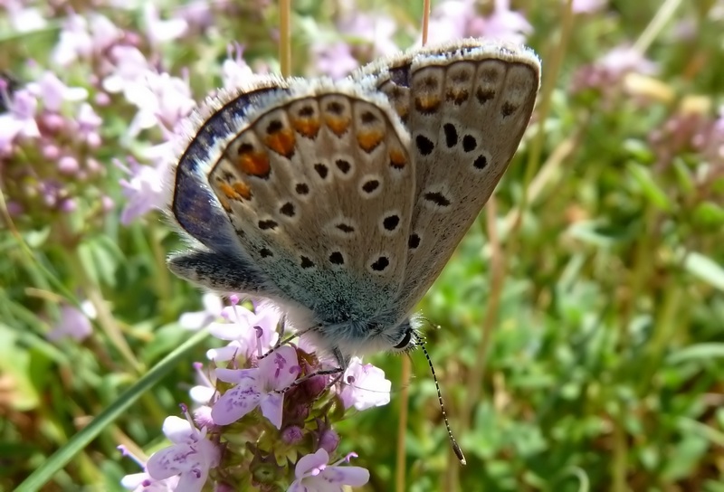 farfalle sui Sibillini