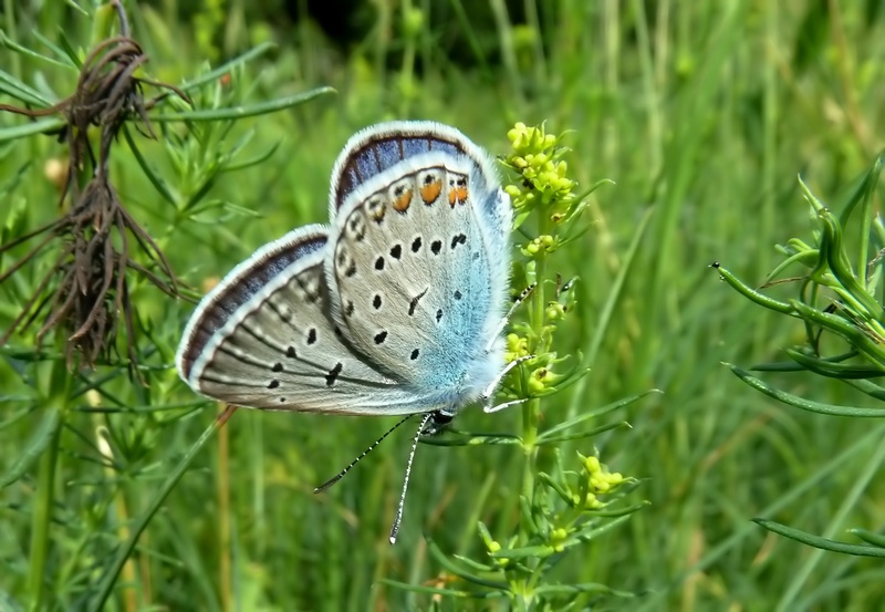 farfalle sui Sibillini