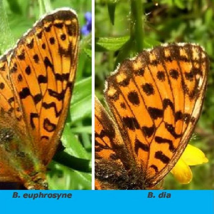 Trovata: Boloria (Clossiana) euphrosyne