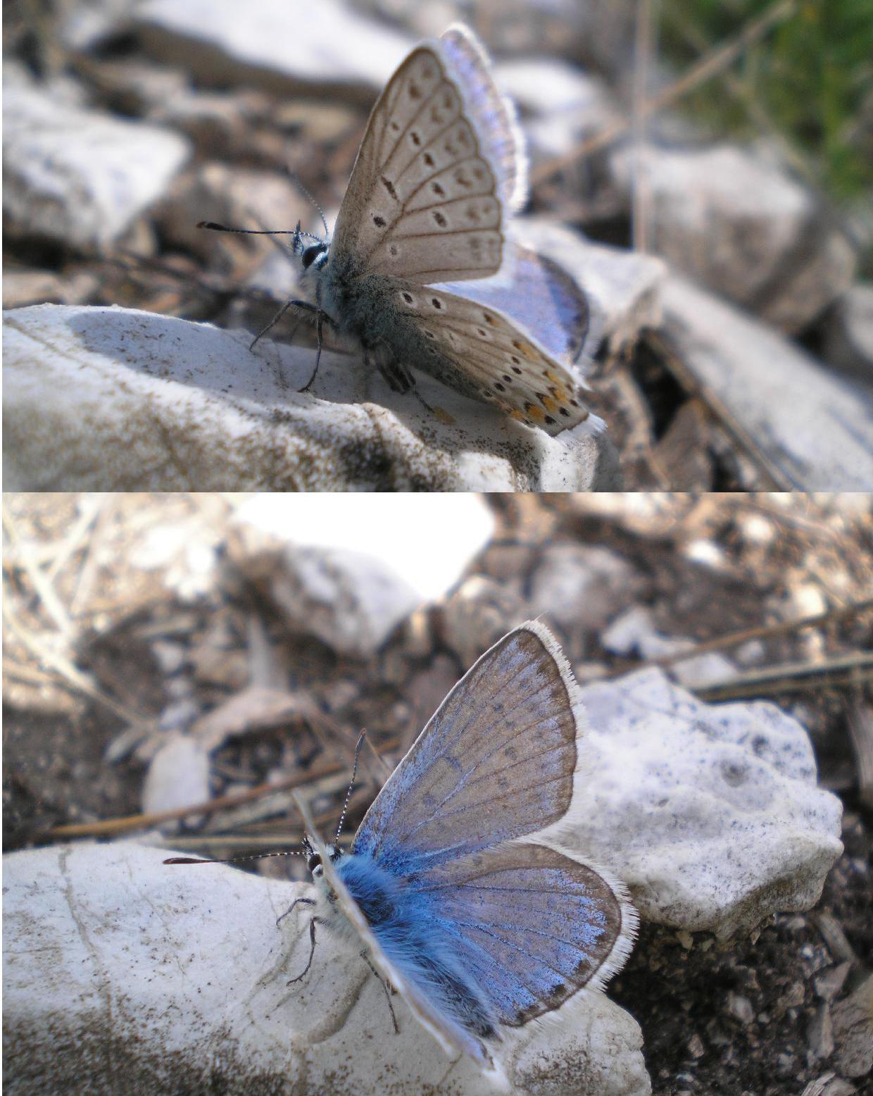 farfalle sui Sibillini