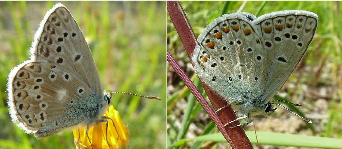 Polyommatus (Polyommatus) thersites