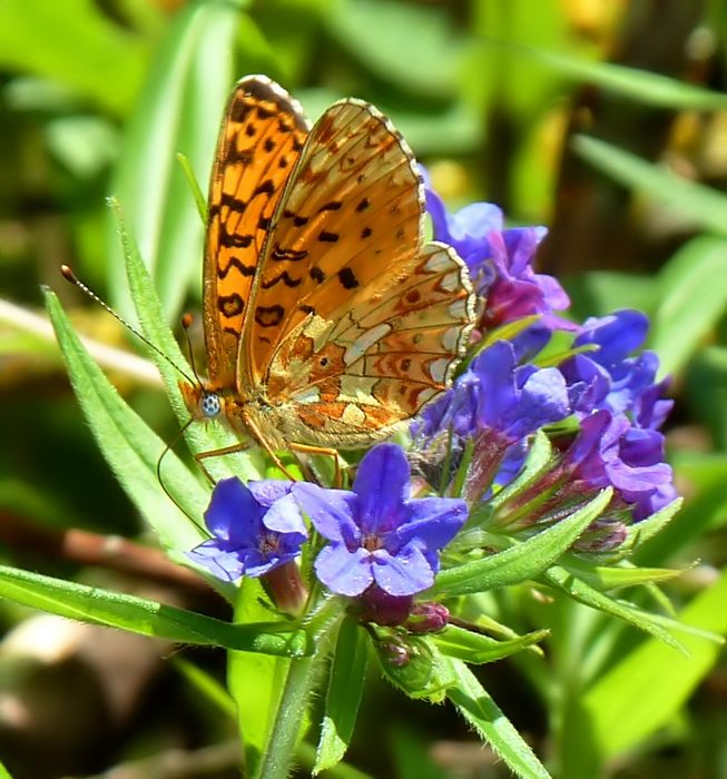 Trovata: Boloria (Clossiana) euphrosyne