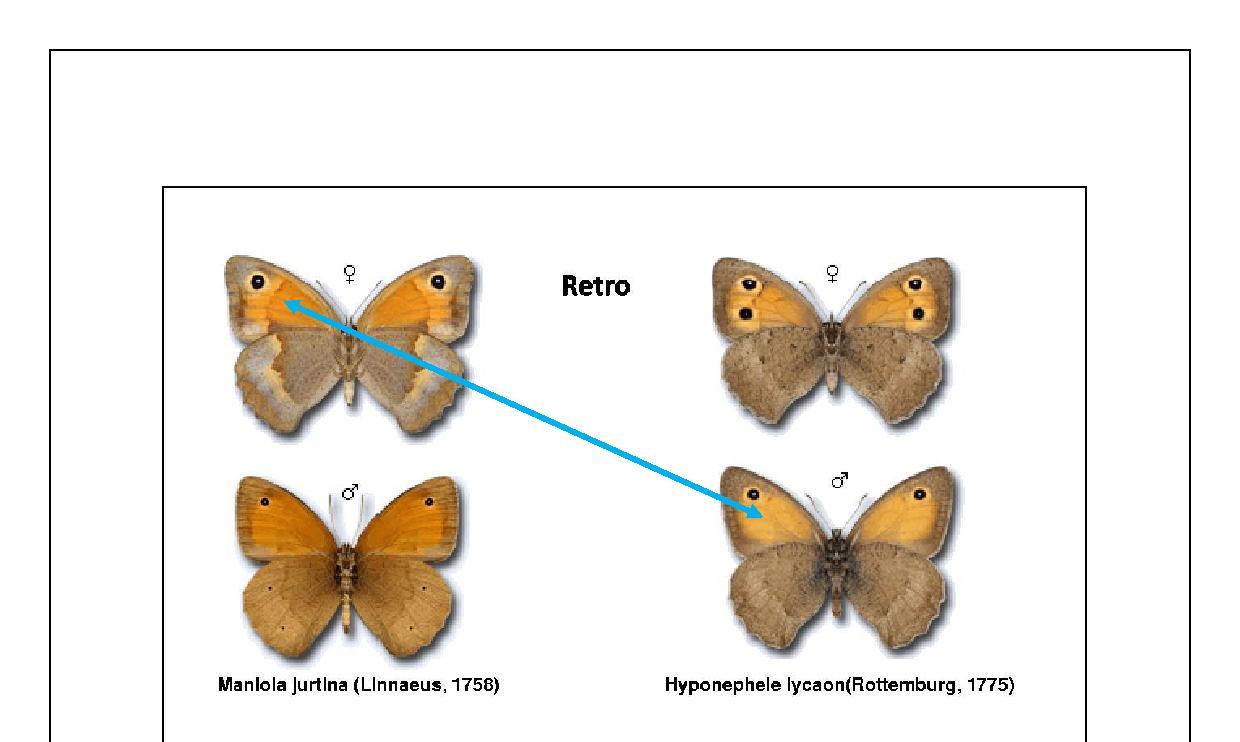 coenonympha o maniola?