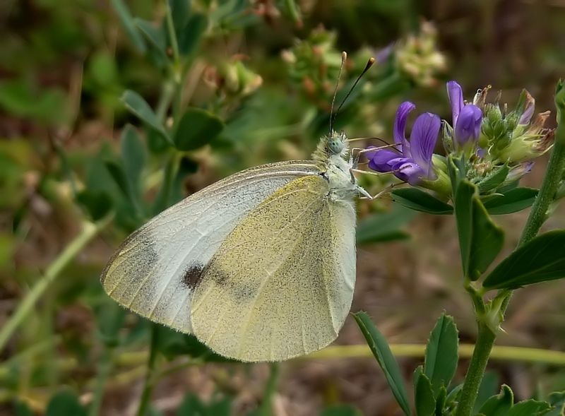 da id: Pieris mannii????