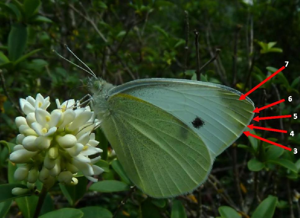 da id: Pieris mannii????