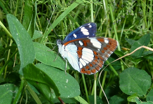 Silvano Azzurro