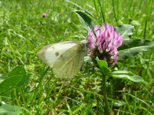 Pieris manni?? ditemi che  lei!