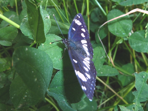 Silvano Azzurro