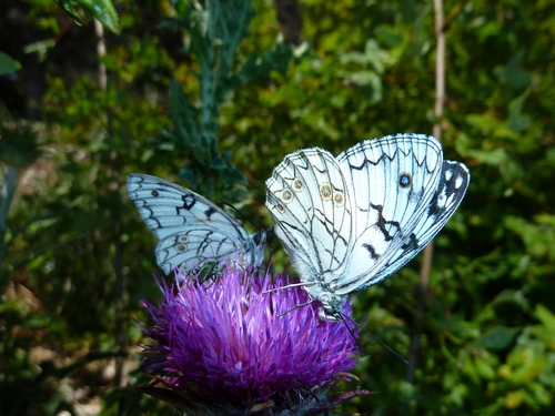 Sta volando il mio