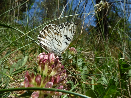 Sta volando il mio