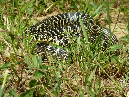 Un biacco in giardino