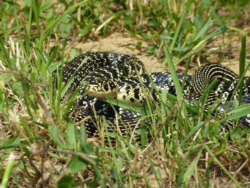 Un biacco in giardino