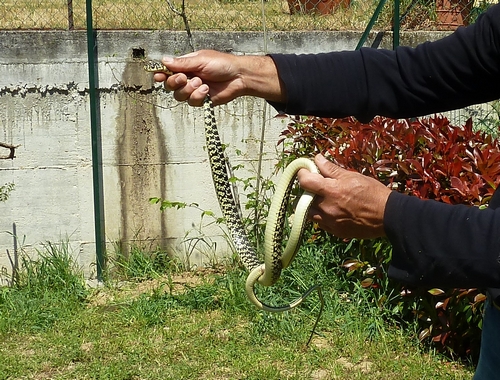 Un biacco in giardino