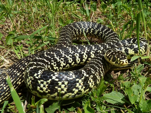 Un biacco in giardino