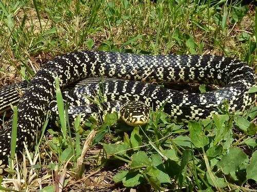 Un biacco in giardino