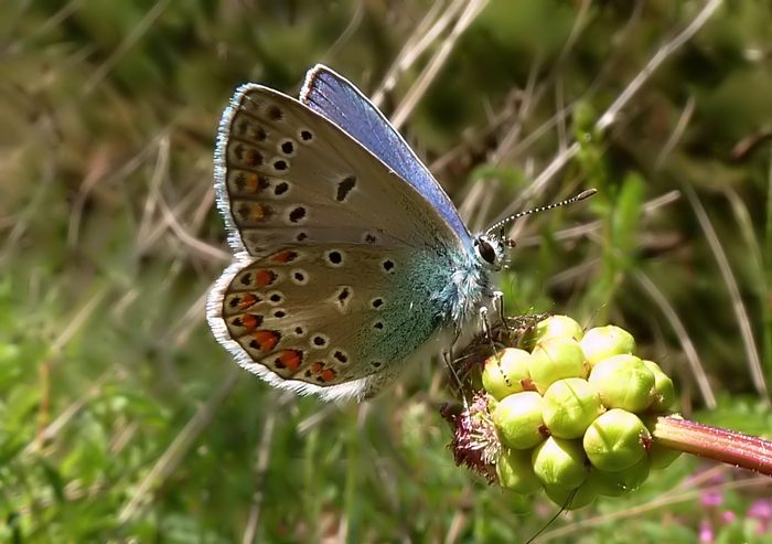 Nuovi arrivi : Polyommatus  thersites