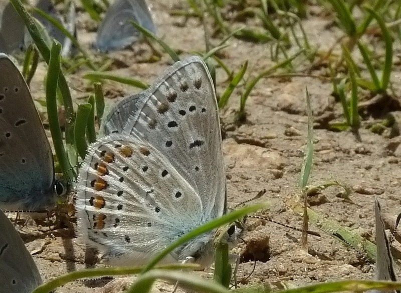 farfalle sui Sibillini