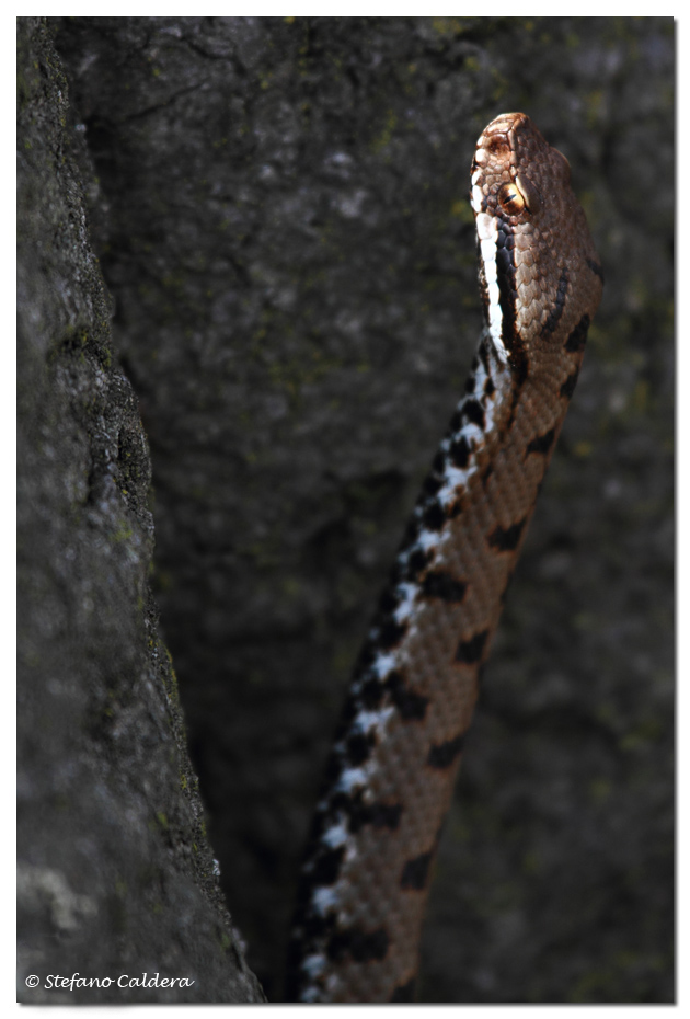 Vipera aspis francisciredi