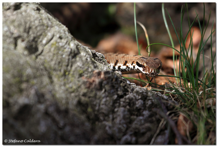 Vipera aspis francisciredi