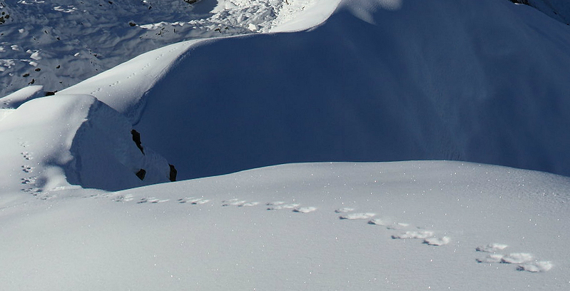 Tracce sulla neve: volpe? Felino?