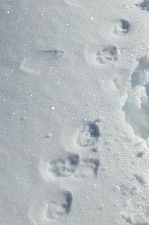 Tracce sulla neve: volpe? Felino?