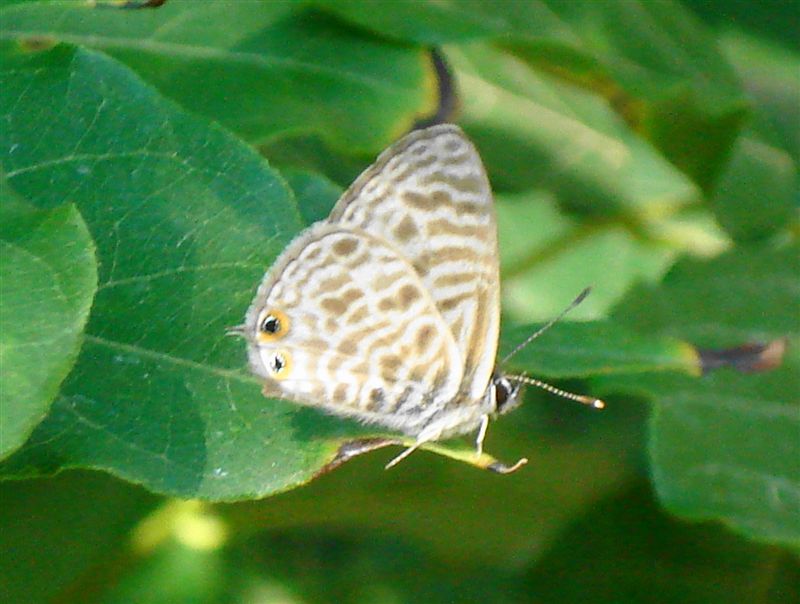 Leptotes pirithous