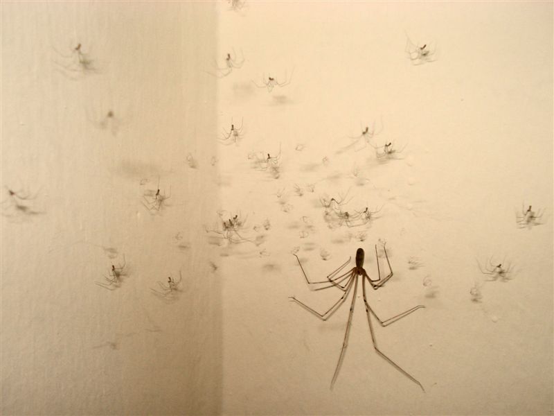 Pholcus phalangioides con prole