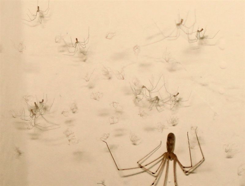 Pholcus phalangioides con prole