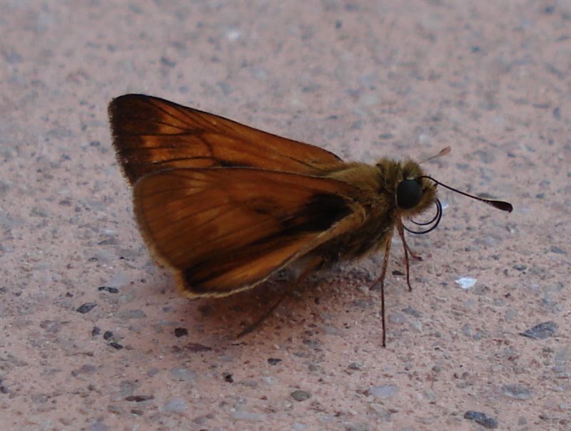 Ochlodes silvanus