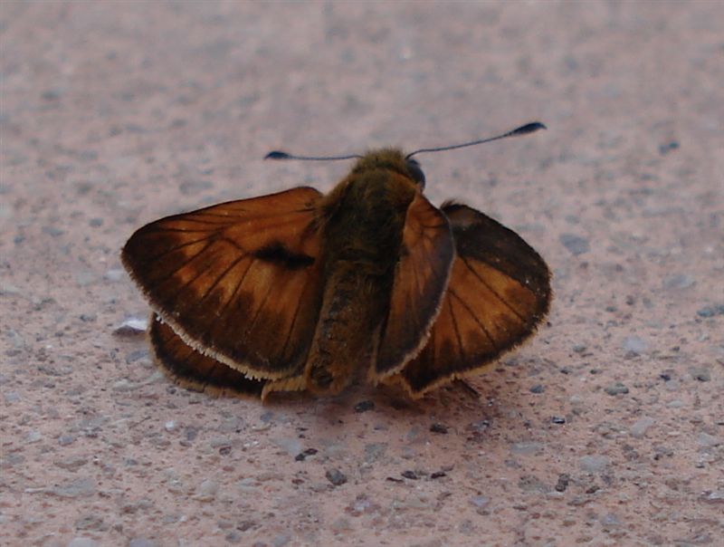 Ochlodes silvanus